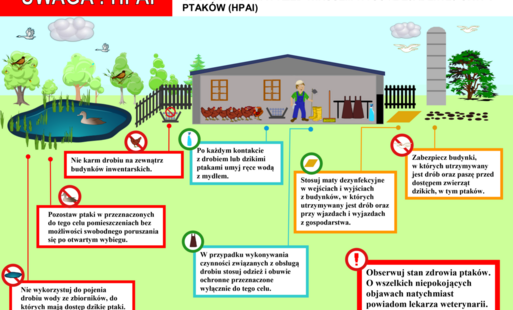 ulotka informująca o zasadach ochrony przed wirusem wysoce zjadliwej grypy ptaków